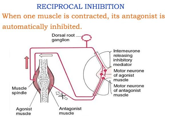 Reciprocal Inhibition