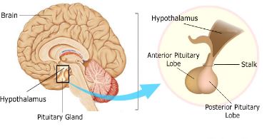 hypothalamus gland