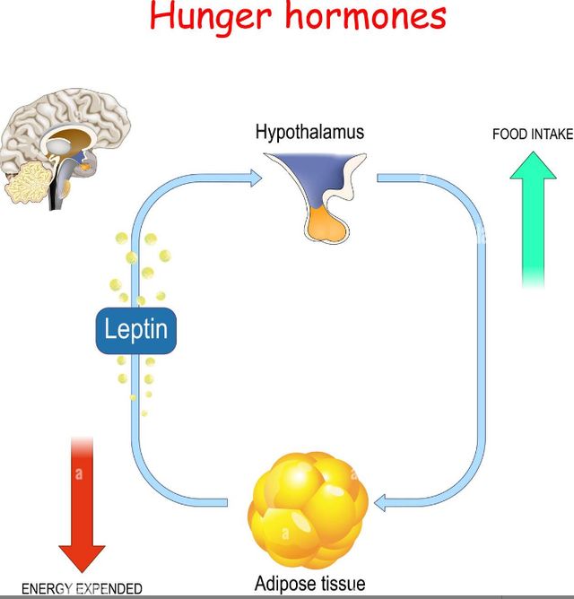 Hunger hormones