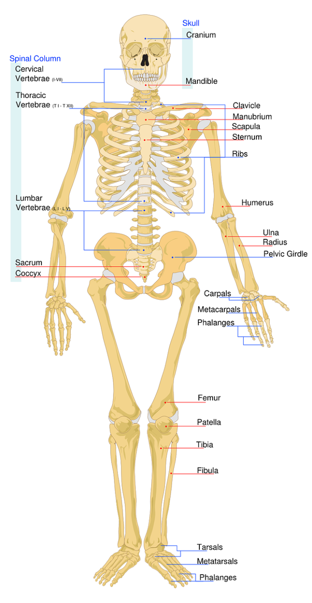 smallest bone in the body