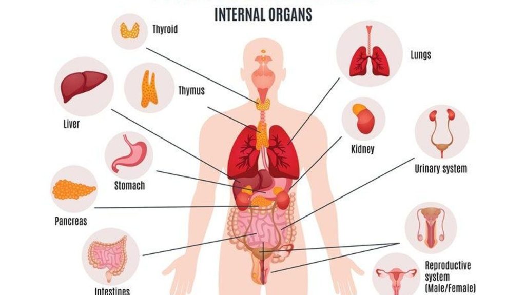 smallest organ in human body