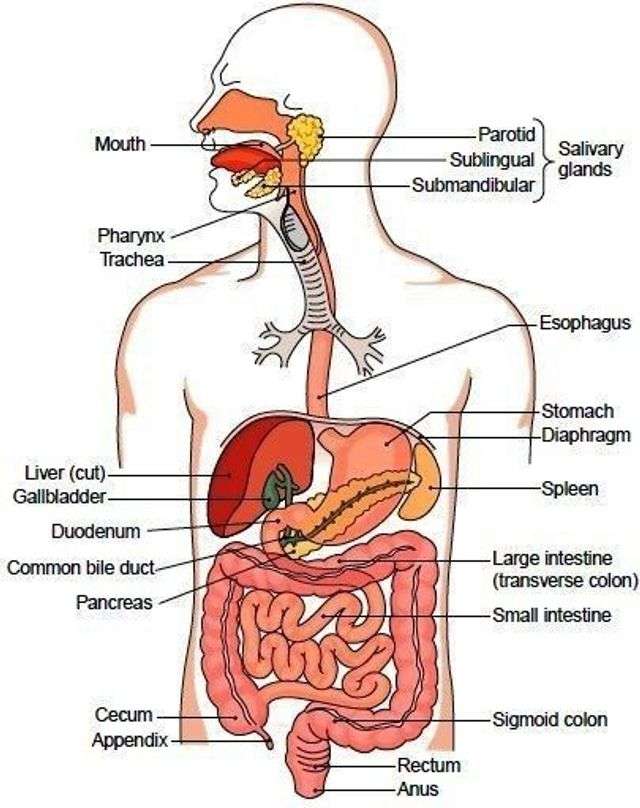 smallest organ in human body